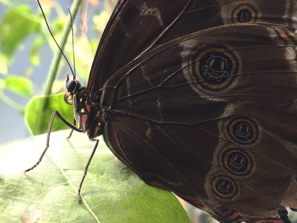 Butterfly with Happi Devil wings